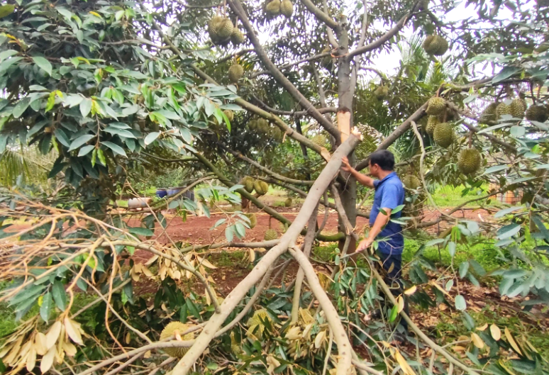 Một cây sầu riêng của gia đình ông Nghĩa bị gãy cành sau mưa lớn kèm gió mạnh
