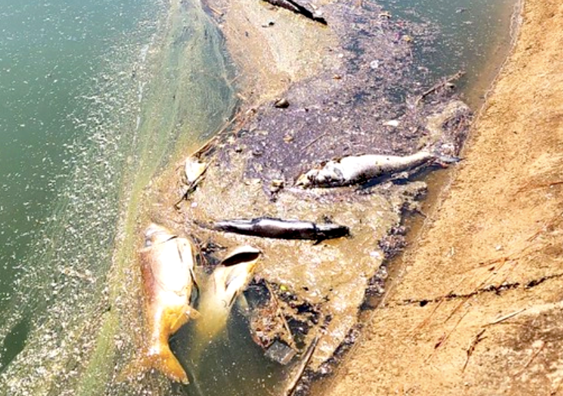 Chỉ trong 2 ngày cuối tháng 3, ước tính gần 1 tấn cá (lóc, trê, mè, chép…) bị chết ở hồ Xuân Hương