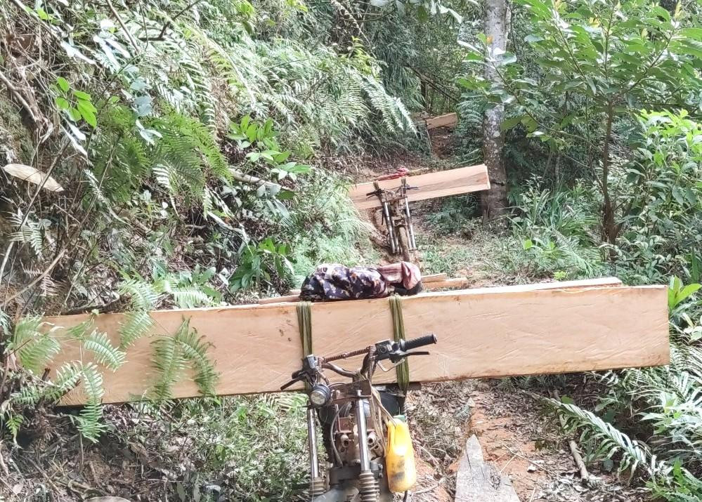 Xe máy độ chế là phương tiện vận chuyển gỗ từ cánh rừng về nơi tiêu thụ. Vụ việc đang được cơ quan chức năng huyện Mang Yang, Chi cục Kiểm lâm tỉnh Gia Lai kiểm tra, xử lý.