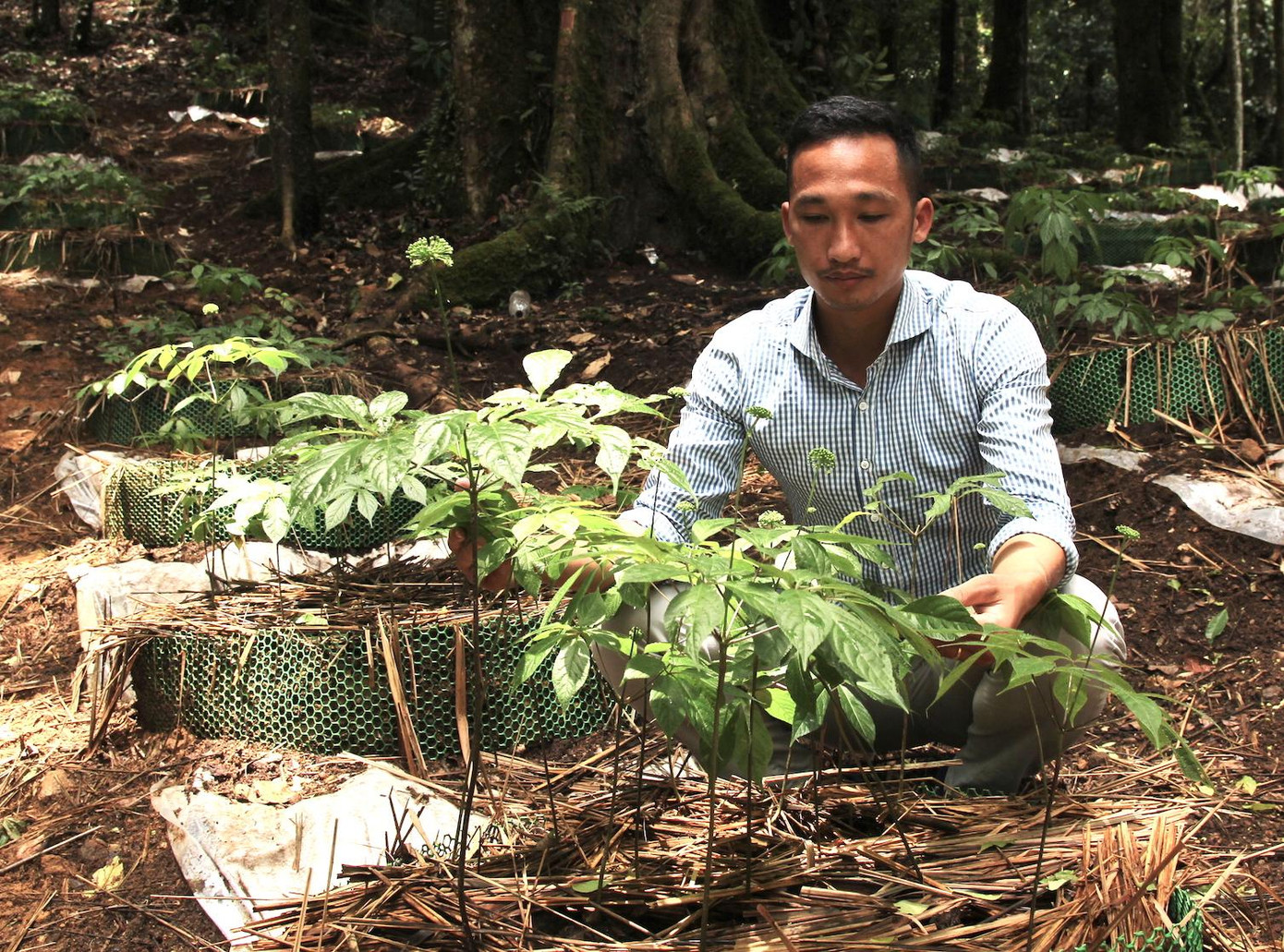 Củ sâm Ngọc Linh từ 6 năm tuổi trở lên mới đủ tiêu chuẩn bán ra thị trường. Sâm này cũng là món ăn khoái khẩu của chuột, sóc.