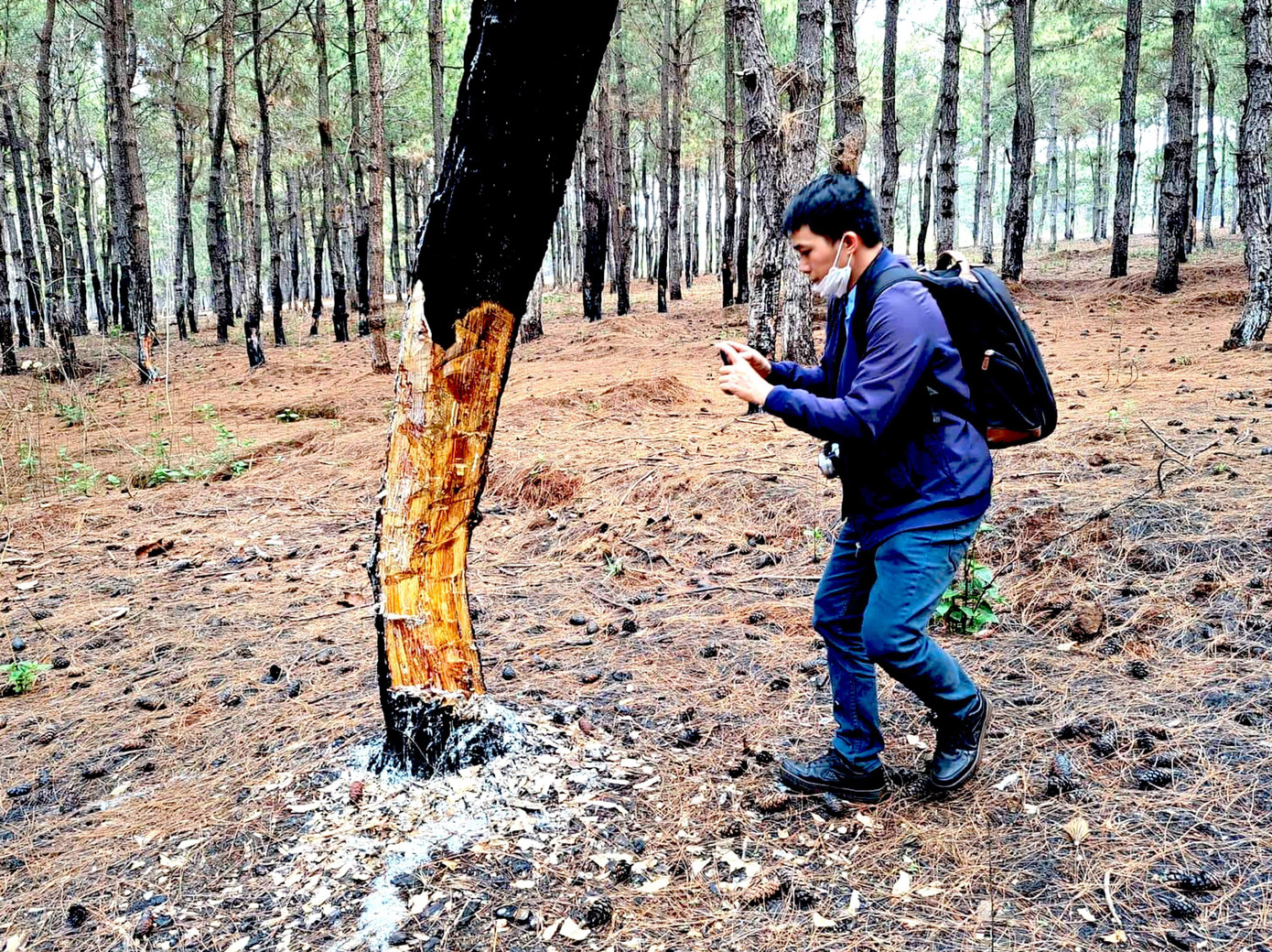 Rừng thông rộng khoảng 500ha được trồng từ năm 1976 đang bị đẽo vỏ, khai thác Rừng thông rộng khoảng 500ha được trồng từ năm 1976 đang bị đẽo vỏ, khai thác