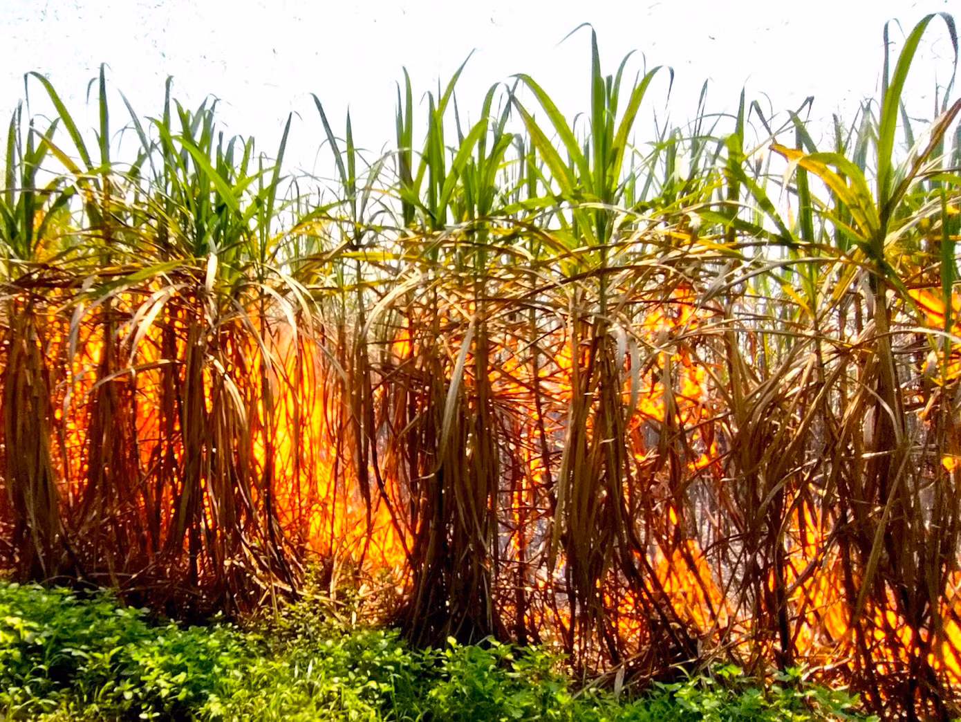 Trong đó, các huyện bị cháy nhiều nhất gồm: Phú Thiện (180 ha), Kông Chro (51,3 ha), Chư Sê (27 ha), Ia Pa (24,4 ha)…