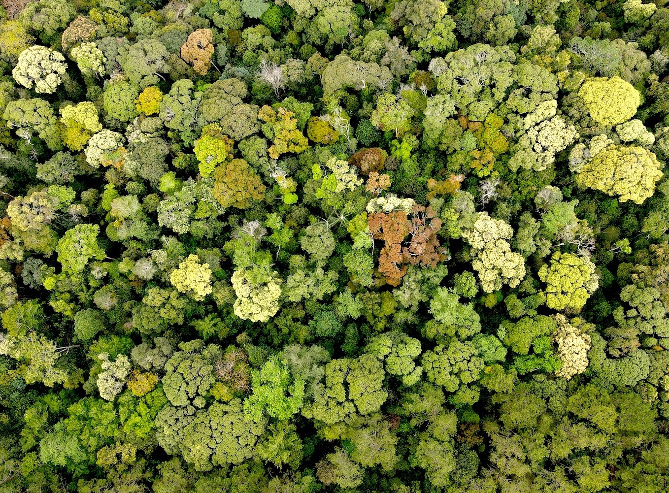 Thị trấn Măng Đen thuộc huyện Kon Plông, tỉnh Kon Tum. Nơi đây cao hơn 1.200m so với mực nước biển nên khí hậu với rừng nguyên sơ mát lạnh.