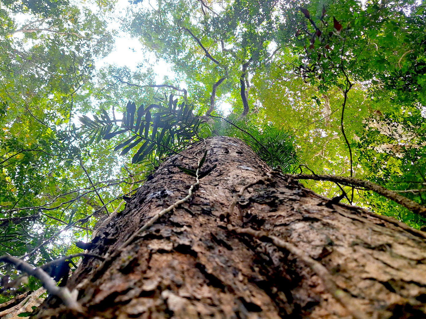 Vườn Quốc gia Kon Ka Kinh (thuộc địa phận tỉnh Gia Lai), là vùng lõi của Khu dự trữ sinh quyển thế giới Cao nguyên Kon Hà Nừng, với tổng diện tích hơn 413.511ha.