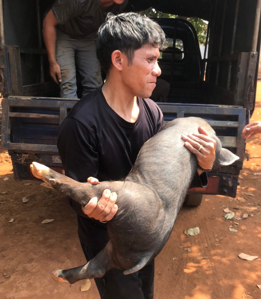 Sau chương trình, heo giống được chở tới nhà các học sinh nghèo hiếu học.