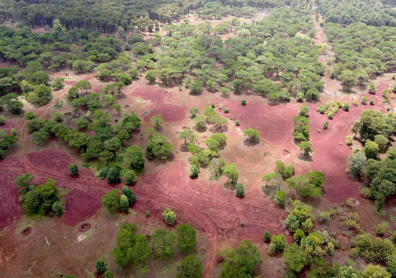 Lý do hàng loạt cây thông bonsai bị mất trộm ảnh 1