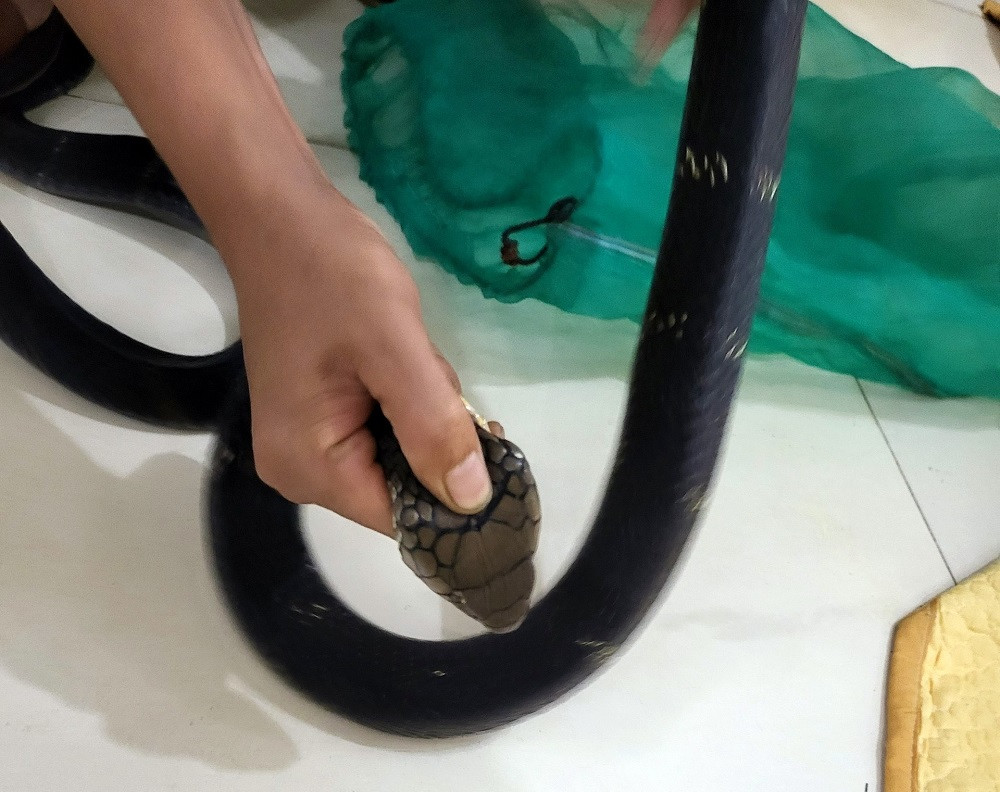 Một số cá thể rắn hổ mang chúa, tê tê trong vụ án Một số cá thể rắn hổ mang chúa, tê tê trong vụ án