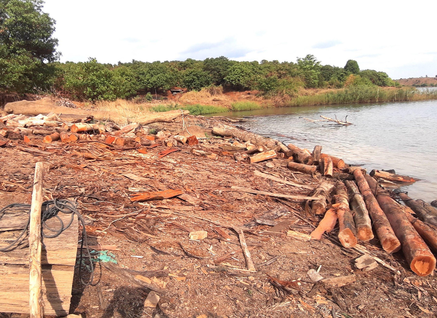 La liệt những lóng gỗ to nhỏ nằm dọc bờ sông Sê San