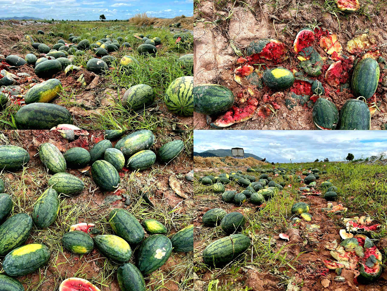 Dưa không bán được bị vứt bừa bãi ở ruộng.