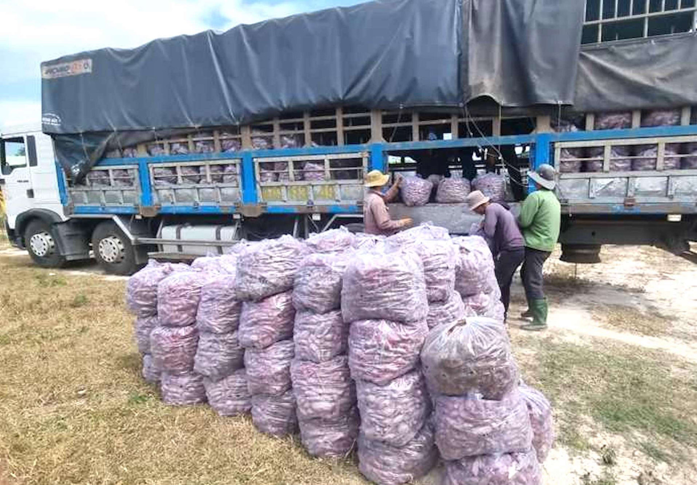 Nông dân Gia Lai đang bước vào vụ thu hoạch khoai lang