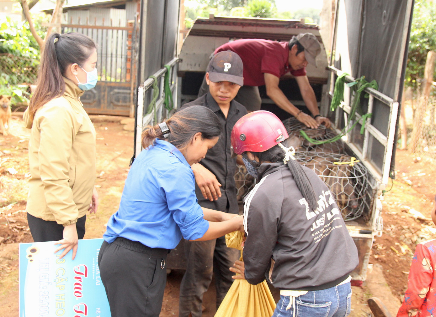 Có một số học sinh không tới nhận heo được, Huyện Đoàn Chư Prông đã thuê xe ô tô chở tận nhà