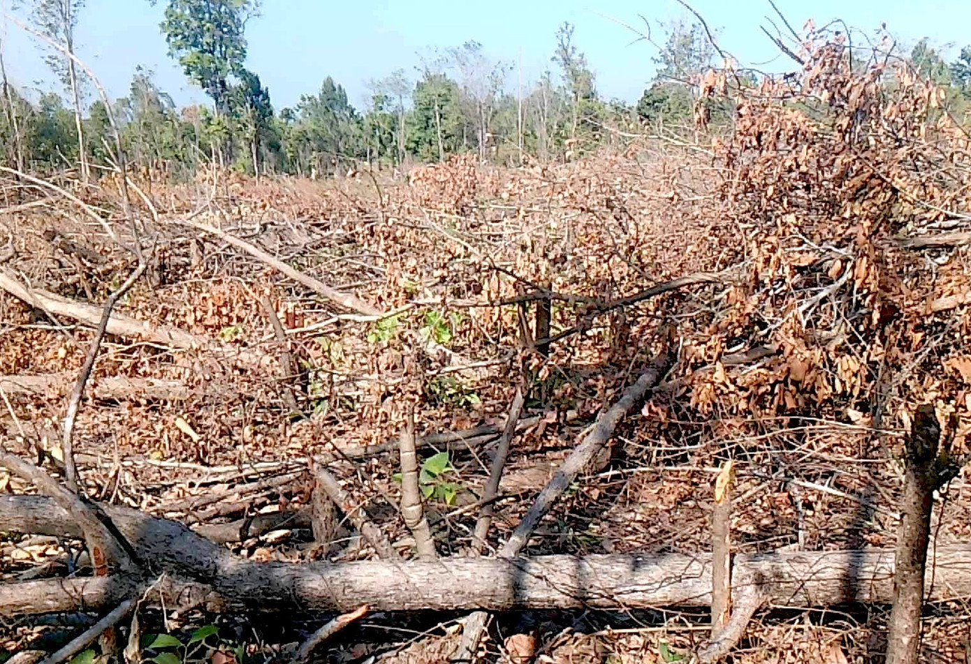 Cả một cánh rừng bị phá tan hoang Cả một cánh rừng bị phá tan hoang