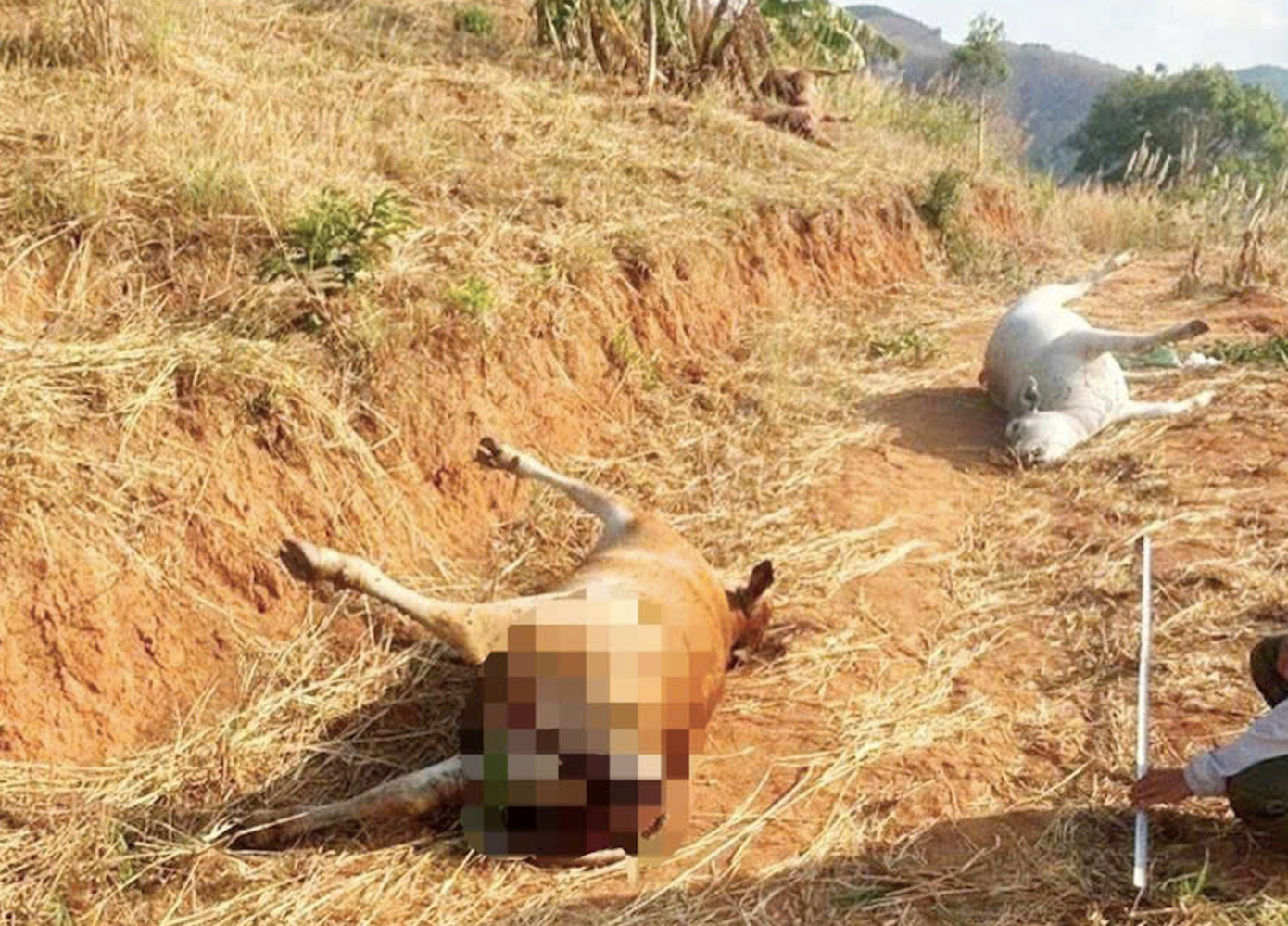 Một số con bò chết trong vụ việc. Một số con bò chết trong vụ việc.