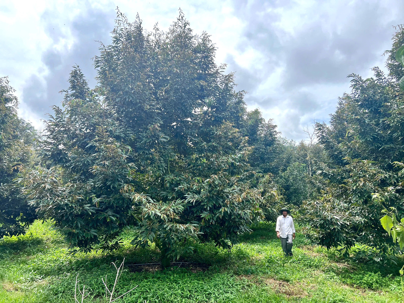 Với sự hướng dẫn của cán bộ địa phương, những vườn sầu riêng ở Sa Thầy tươi tốt, trĩu quả mỗi vụ thu hoạch Với sự hướng dẫn của cán bộ địa phương, những vườn sầu riêng ở Sa Thầy tươi tốt, trĩu quả mỗi vụ thu hoạch