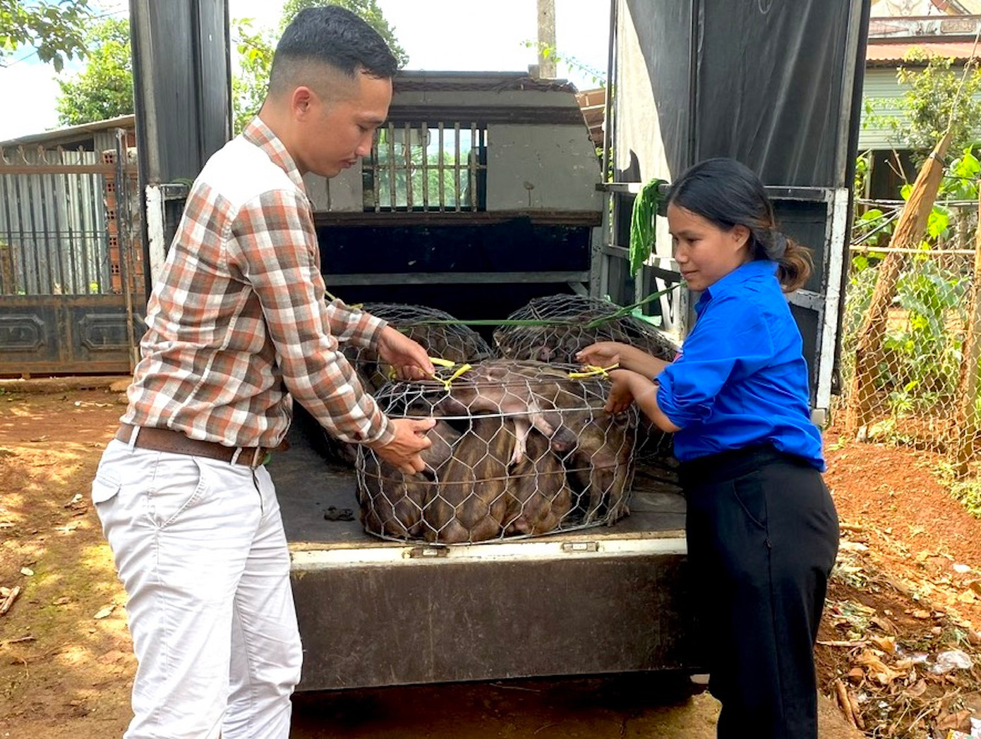 Có một số học sinh không tới nhận heo được, Huyện Đoàn Chư Prông đã thuê xe ô tô chở tận nhà