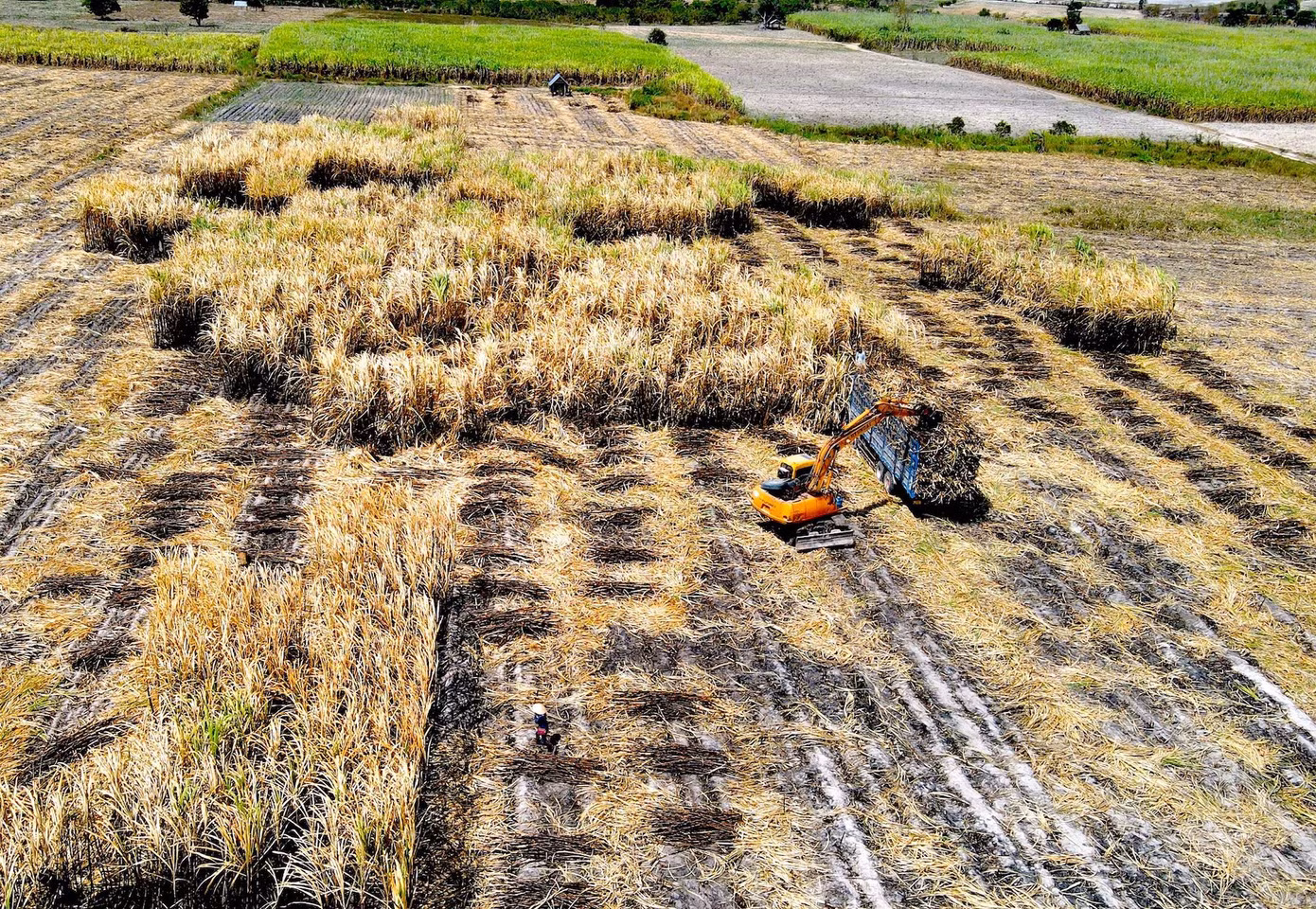 Mía cháy khiến nông dân phải dồn toàn lực thu hoạch sớm để bán