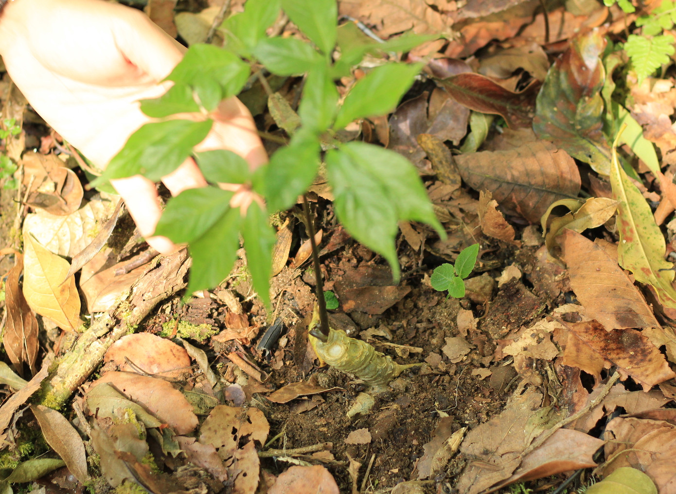 Cây sâm Ngọc Linh Cây sâm Ngọc Linh