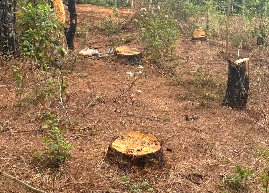 Cây to, nhỏ đều bị đốn hạ không thương tiếc Cây to, nhỏ đều bị đốn hạ không thương tiếc