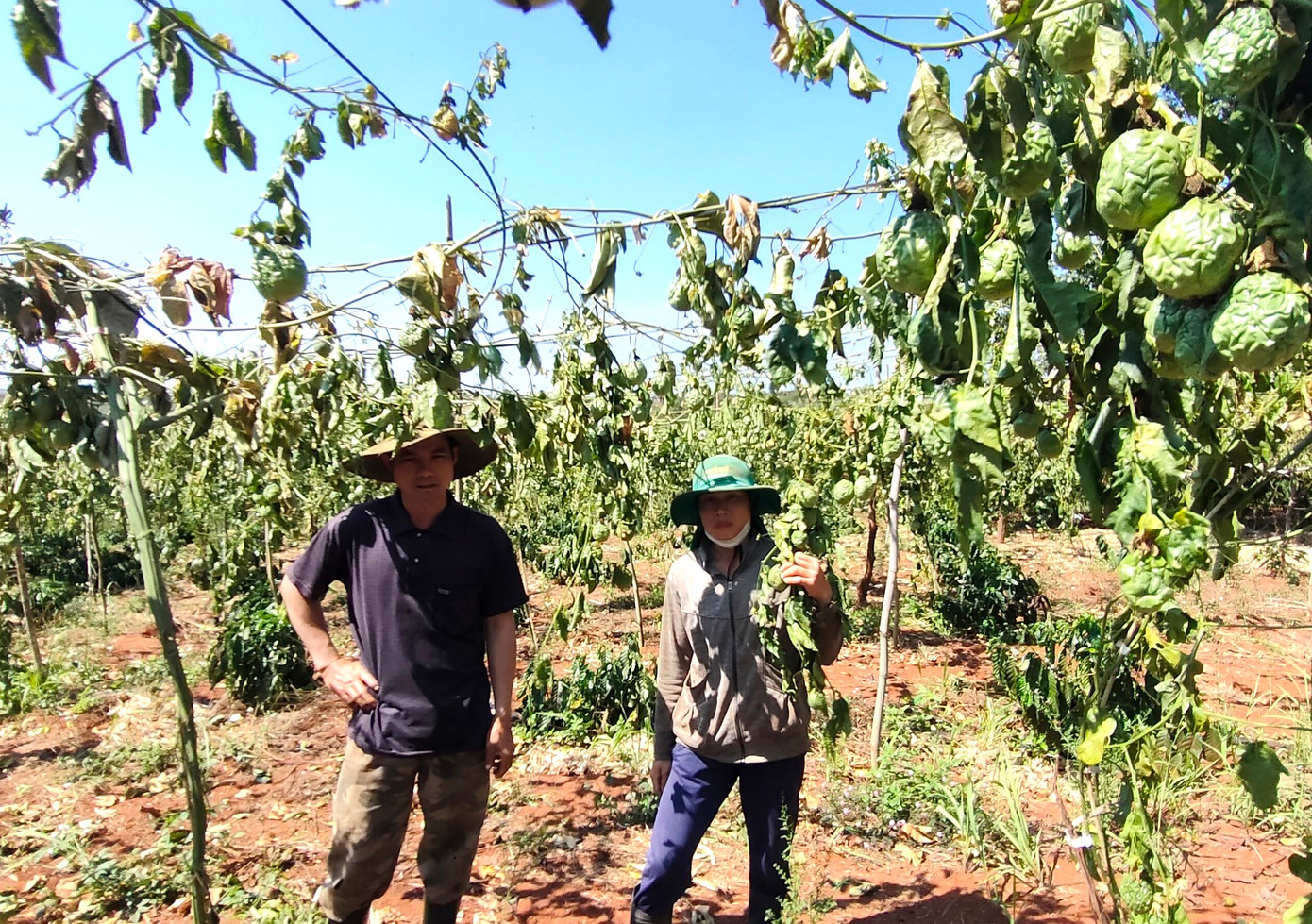 Vườn chanh dây trĩu quả bị kẻ gian chặt ngang gốc