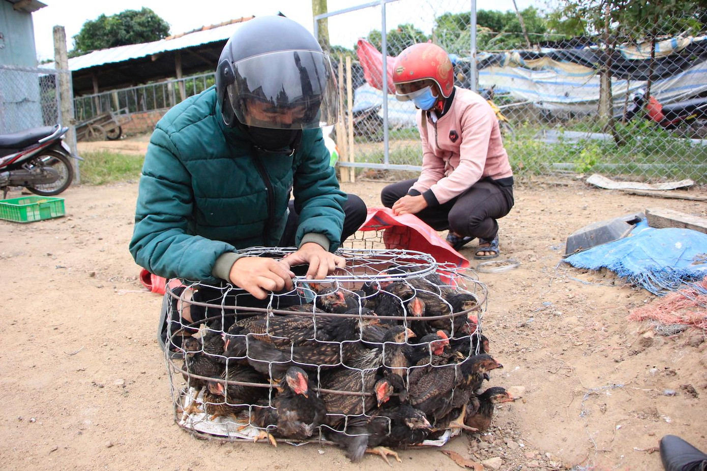 Gà giống được chọn lựa là gà địa phương đã quen với thời tiết bản địa