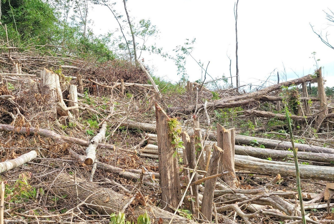 Các thân gỗ từ to tới nhỏ đều bị cưa, chặt hạ không thương tiếc.