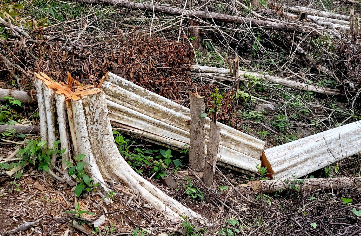 Thân gỗ lớn bị cưa làm nhiều phần tại khoảnh rừng.