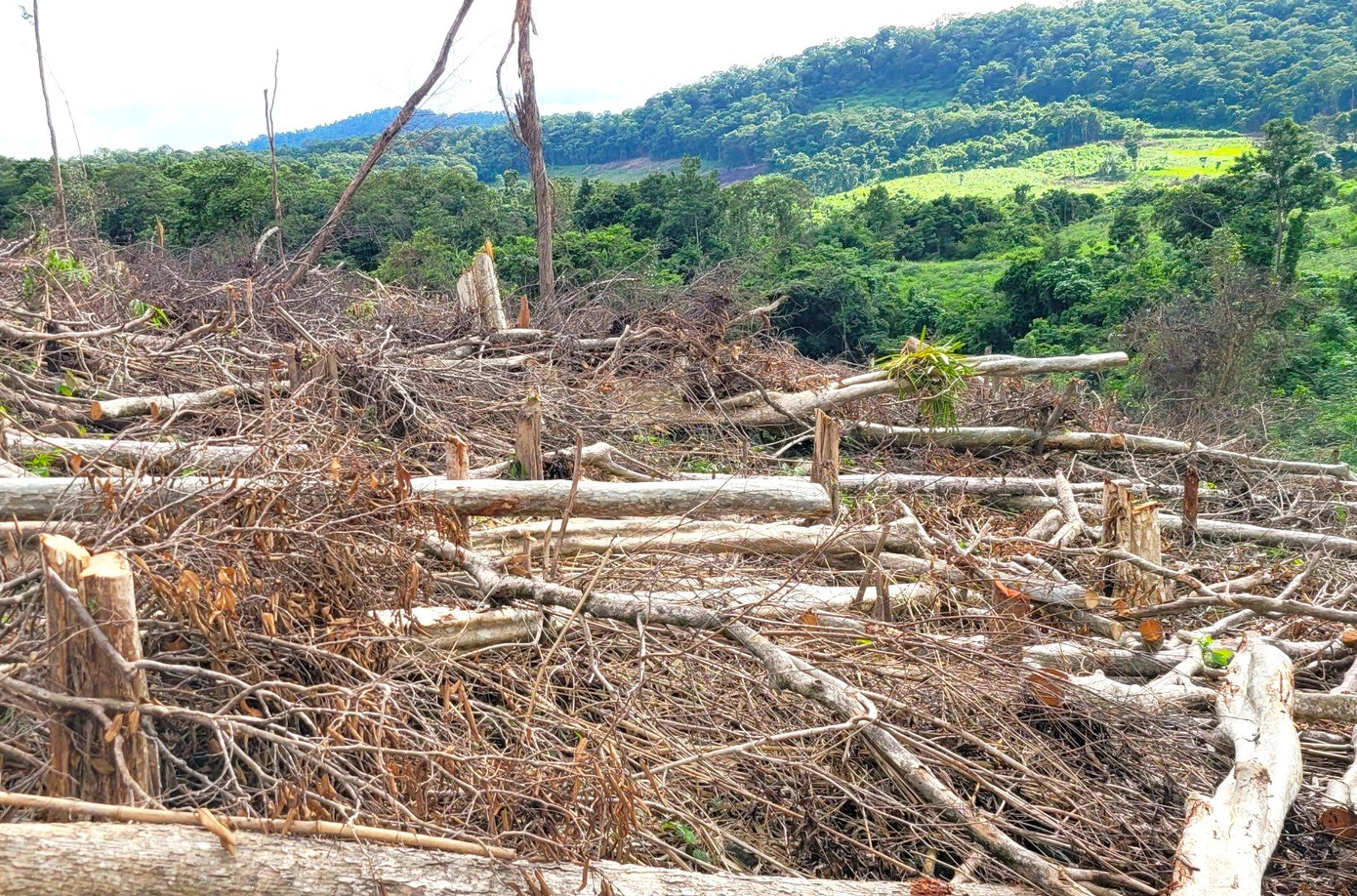 Các thân gỗ từ to tới nhỏ đều bị cưa, chặt hạ không thương tiếc.