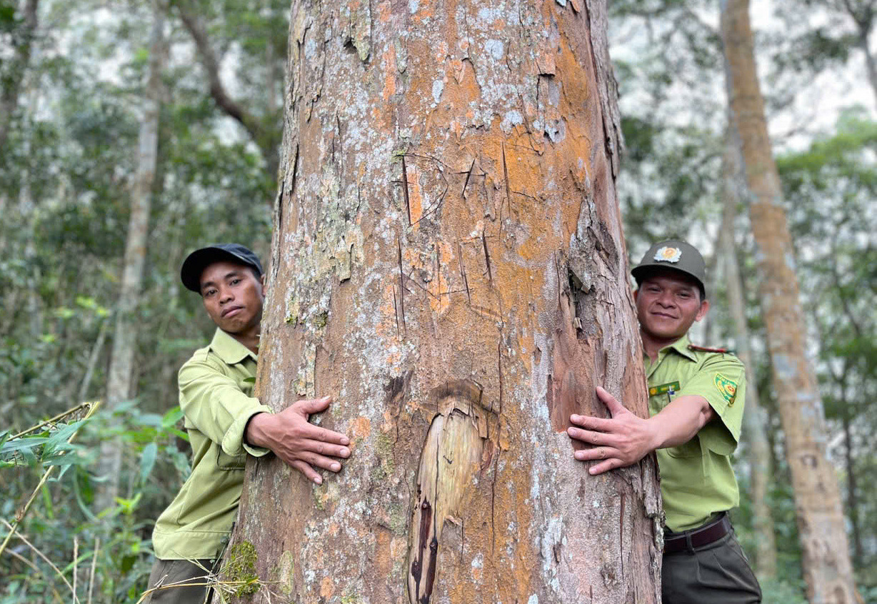 Một cây gỗ pơ mu hơn hai người ôm.