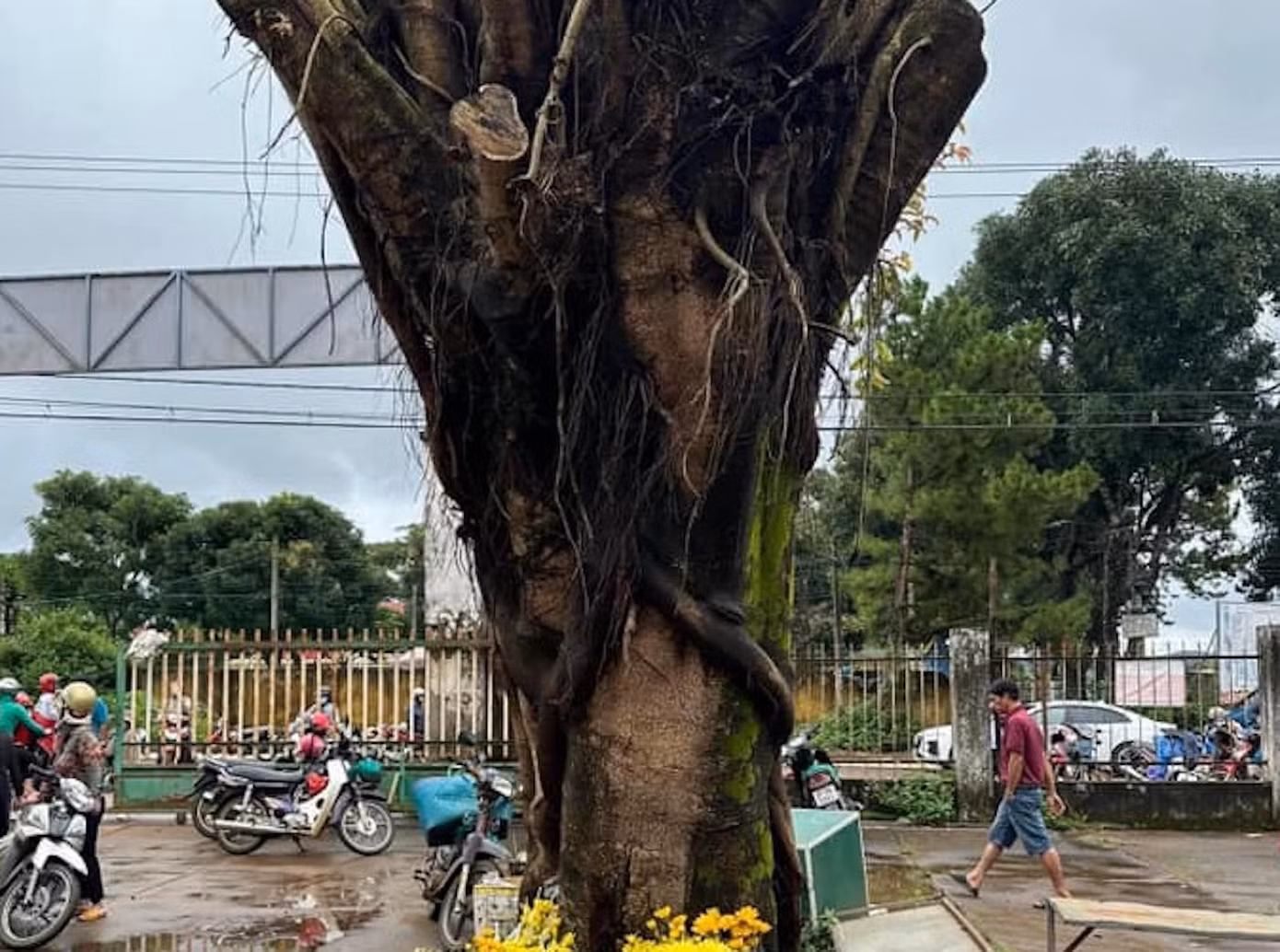 "Đây là một gốc cây bình thường, chỉ là nhận thức mỗi người, có người tới không thấy gì, có người thấy hình ảnh tâm linh nên làm lễ", ông Huỳnh Trọng Quang - Chủ tịch UBND xã Nghĩa Hưng (huyện Chư Păh, Gia Lai) cho biết.