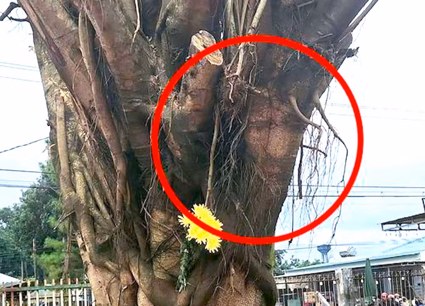 Người dân hiếu kỳ tới xem hình ảnh giống khuôn mặt người xuất hiện trên cây si lâu năm
