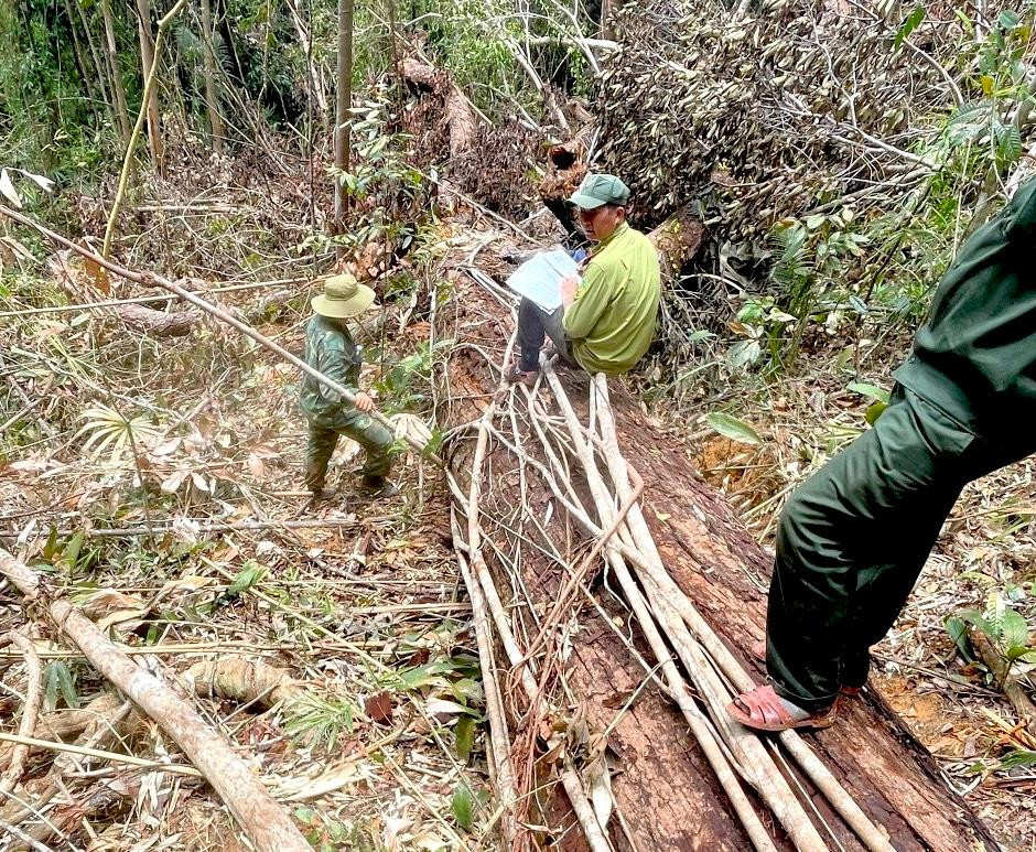 Một thân gỗ lớn bị đốn hạ Một thân gỗ lớn bị đốn hạ