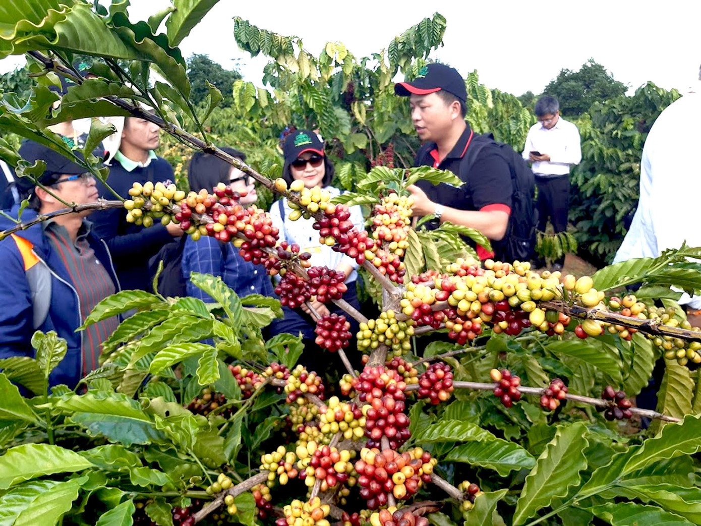 Khí hậu vùng Tây Nguyên thuận lợi để phát triển nông nghiệp