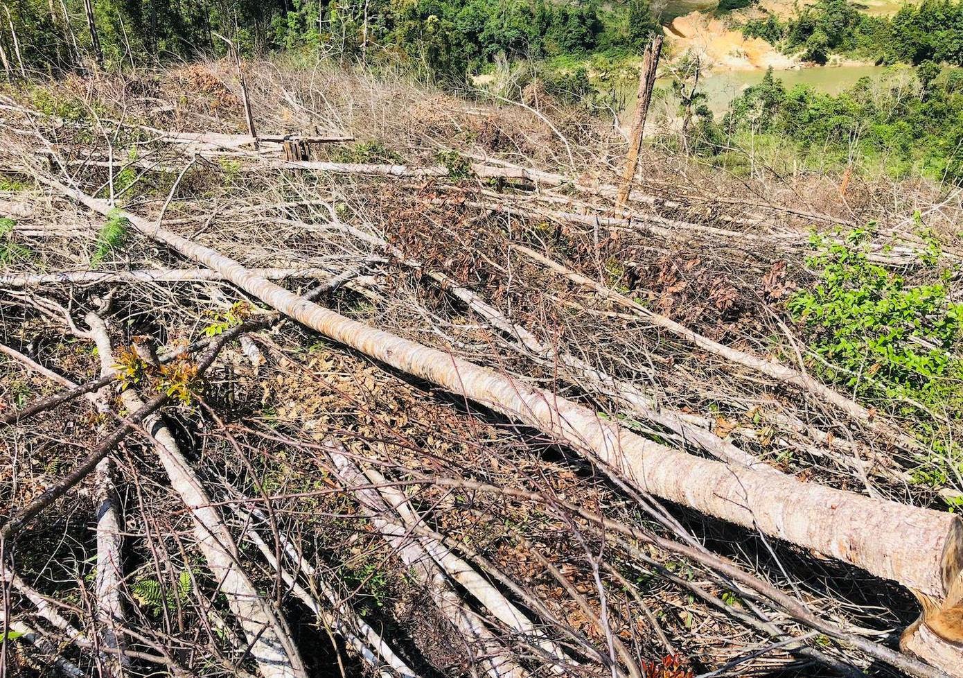 Những thân gỗ bị cưa hạ, nằm ngổn ngang ở hiện trường.