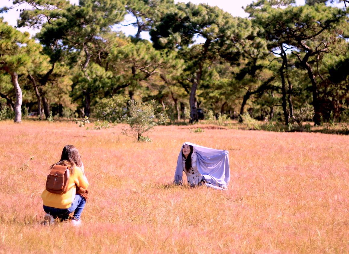 Đồi cỏ hồng nằm trong rừng thông lâu năm này là địa điểm chụp ảnh, cắm trại hấp dẫn Đồi cỏ hồng nằm trong rừng thông lâu năm này là địa điểm chụp ảnh, cắm trại hấp dẫn