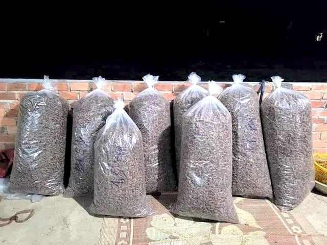 Mỗi bao xác ve sầu khá lớn nhưng trọng lượng rất nhẹ