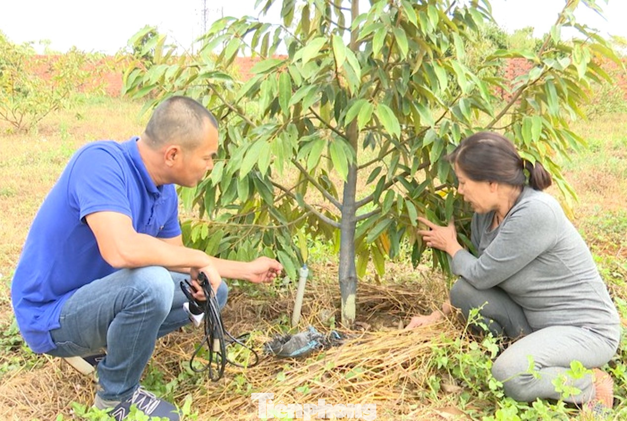 Những cây sầu riêng của bà Nguyễn Thị Kim Phúc bị cạo gốc đang chết dần Những cây sầu riêng của bà Nguyễn Thị Kim Phúc bị cạo gốc đang chết dần