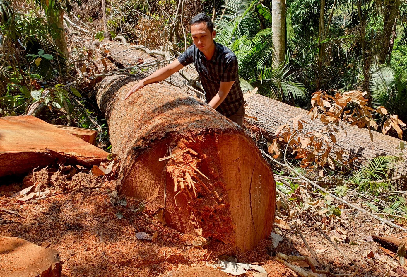 Lóng gỗ hơn 2 người ôm còn tại hiện trường.