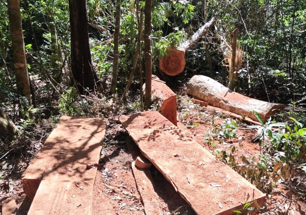 Bìa ván rải rác khắp nơi