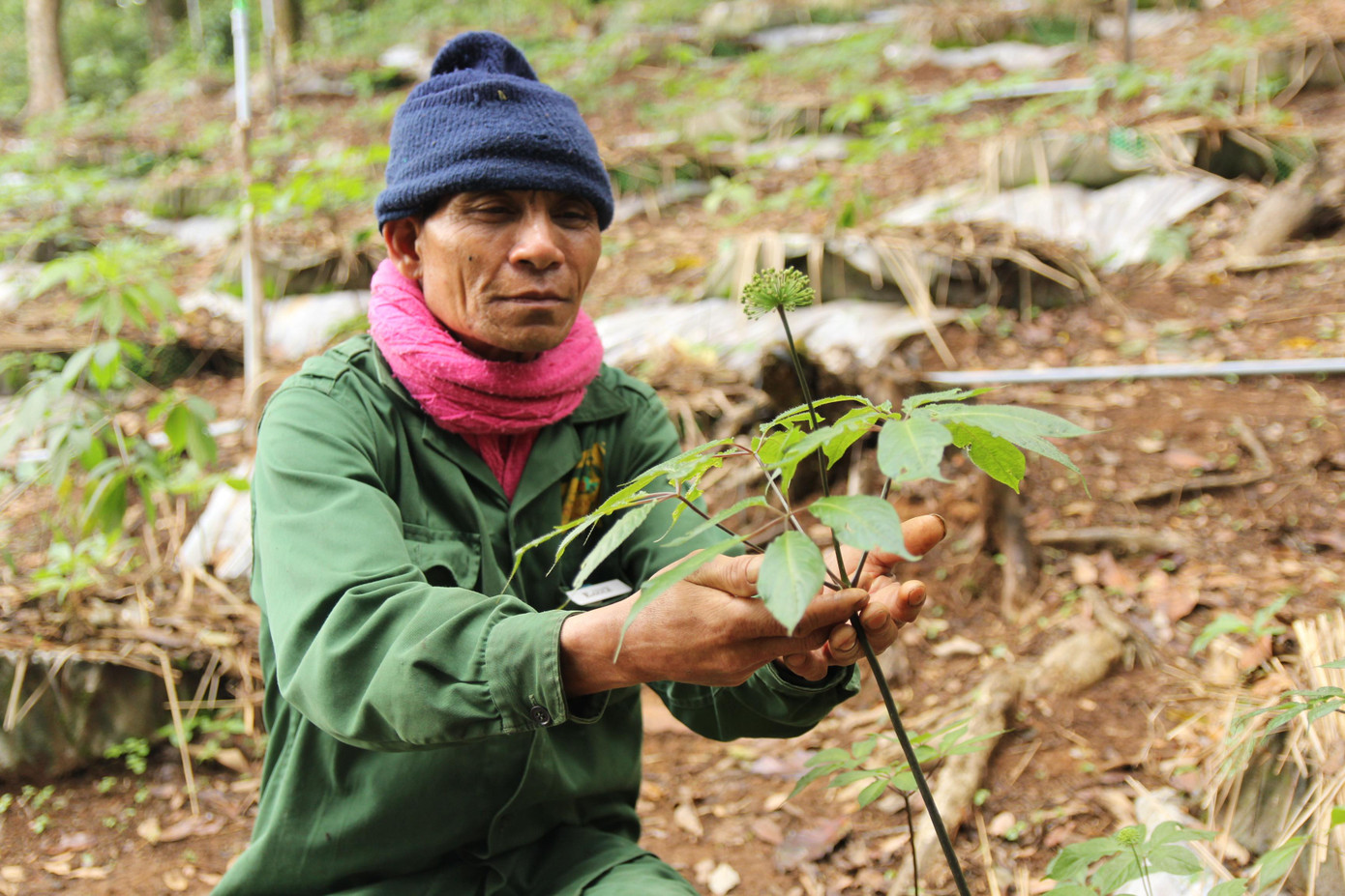 Ông A Rin (70 tuổi, xã Tê Xăng, huyện Tu Mơ Rông), công nhân của Công ty Cổ phần Sâm Ngọc Linh Kon Tum vui vẻ nói: "Mình cùng mọi người bứng những cây sâm Ngọc Linh hơn 10 năm tuổi dồn gần lại với nhau, chia thành từng ô tròn. Việc này để công nhân tiện chăm sóc, bảo vệ. Sợ cả trộm người và "trộm" chuột. Củ sâm Ngọc Linh đắt như vàng nên chăm vất vả lắm, mưa nắng gì cũng phải chạy ra nhìn nó".