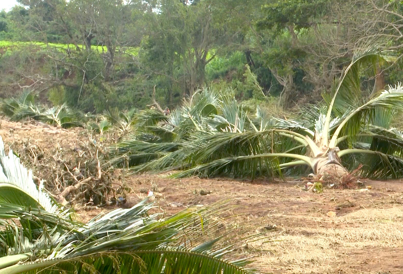 Những cây dừa lâu năm nằm rạp dưới dòng nước lớn