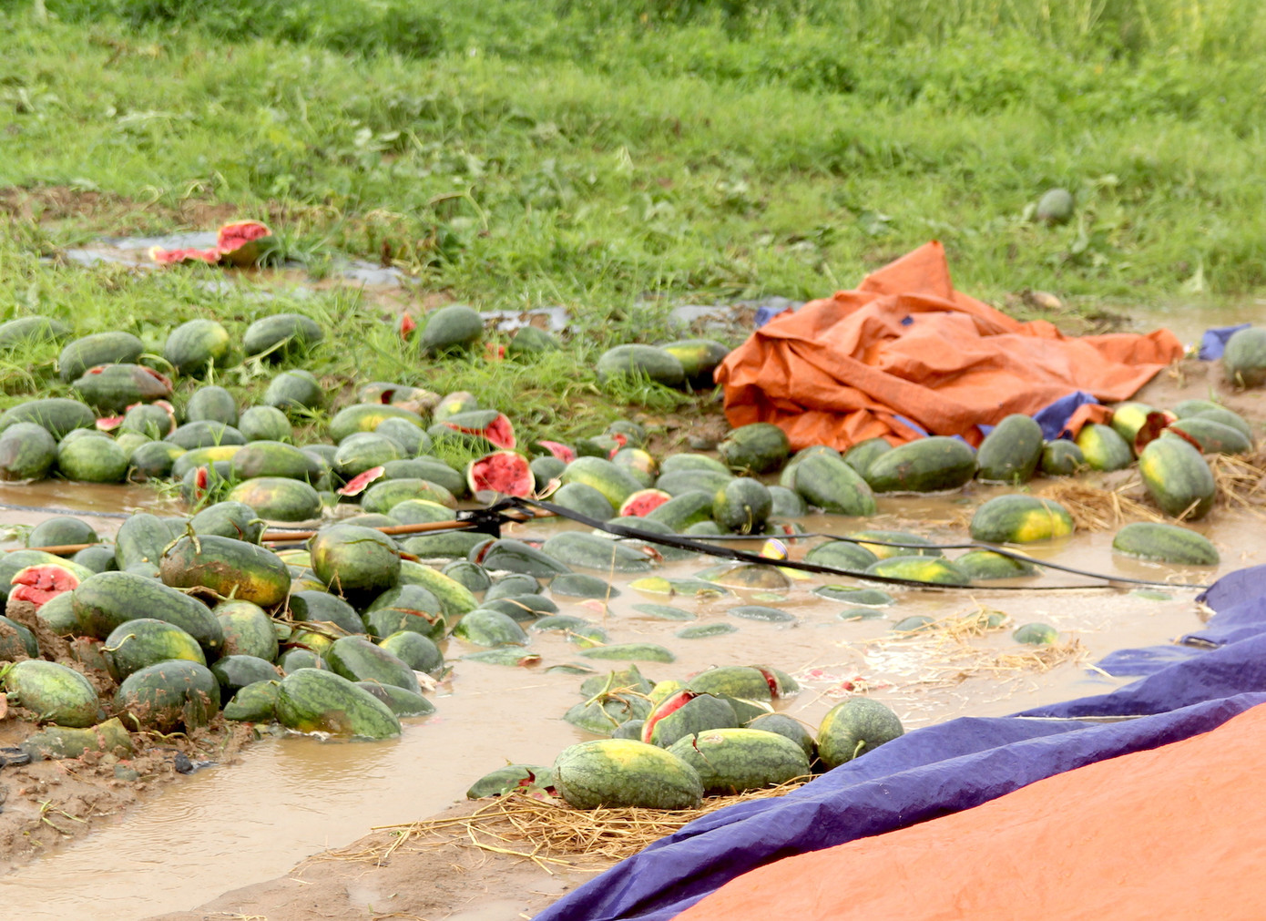 Dưa hấu gặp lượng mưa nhiều sẽ dẫn đến tình trạng chín ép.