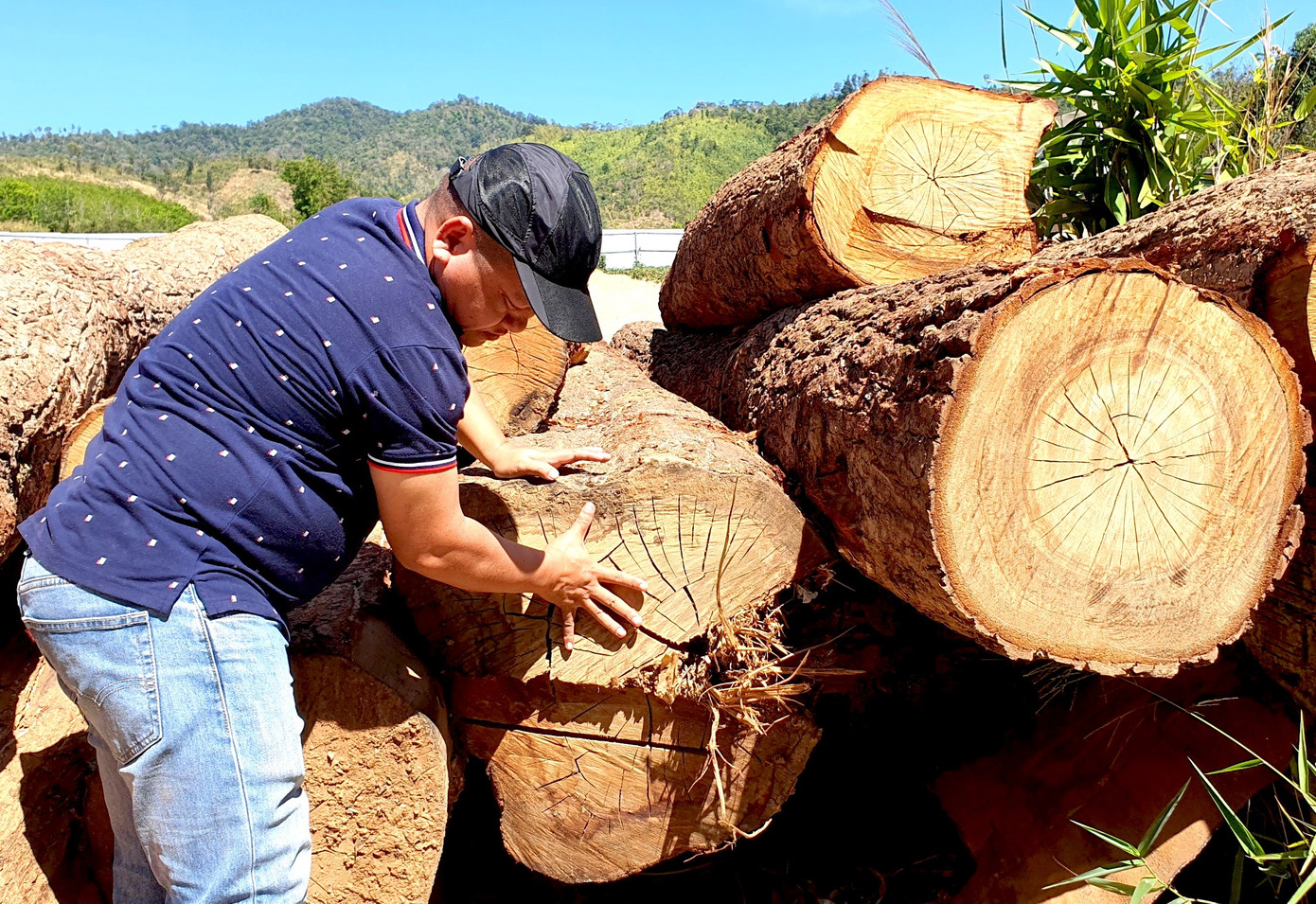Những lóng gỗ tròn đường kính lớn tại điểm tập kết. Những lóng gỗ tròn đường kính lớn tại điểm tập kết.