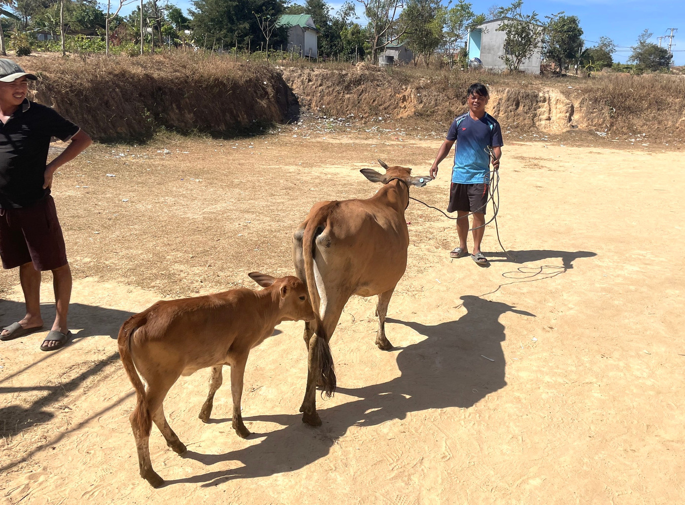 Gia đình anh A Phới rất vui khi được huyện Sa Thầy hỗ trợ bò giống. Gia đình anh A Phới rất vui khi được huyện Sa Thầy hỗ trợ bò giống.