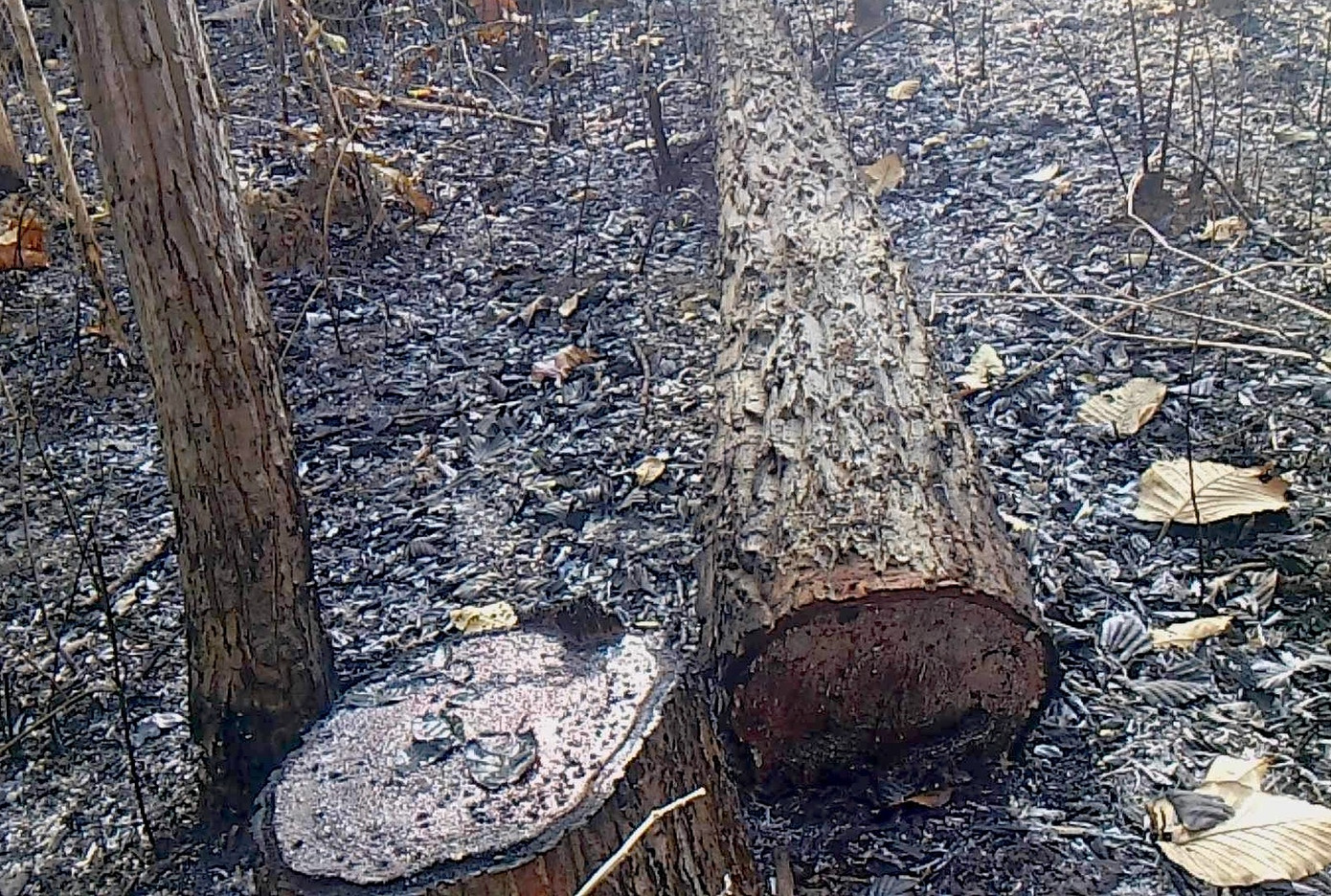 Các thân gỗ vừa bị cưa hạ còn rỉ nhựa Các thân gỗ vừa bị cưa hạ còn rỉ nhựa