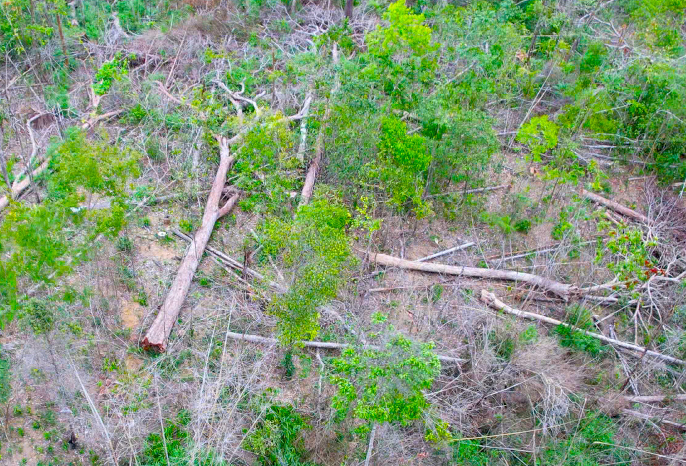 Hiện trường vụ phá rừng xảy ra ở suối Ia Díp (địa giới hành chính thuộc xã Ia Grăng, huyện Ia Grai)