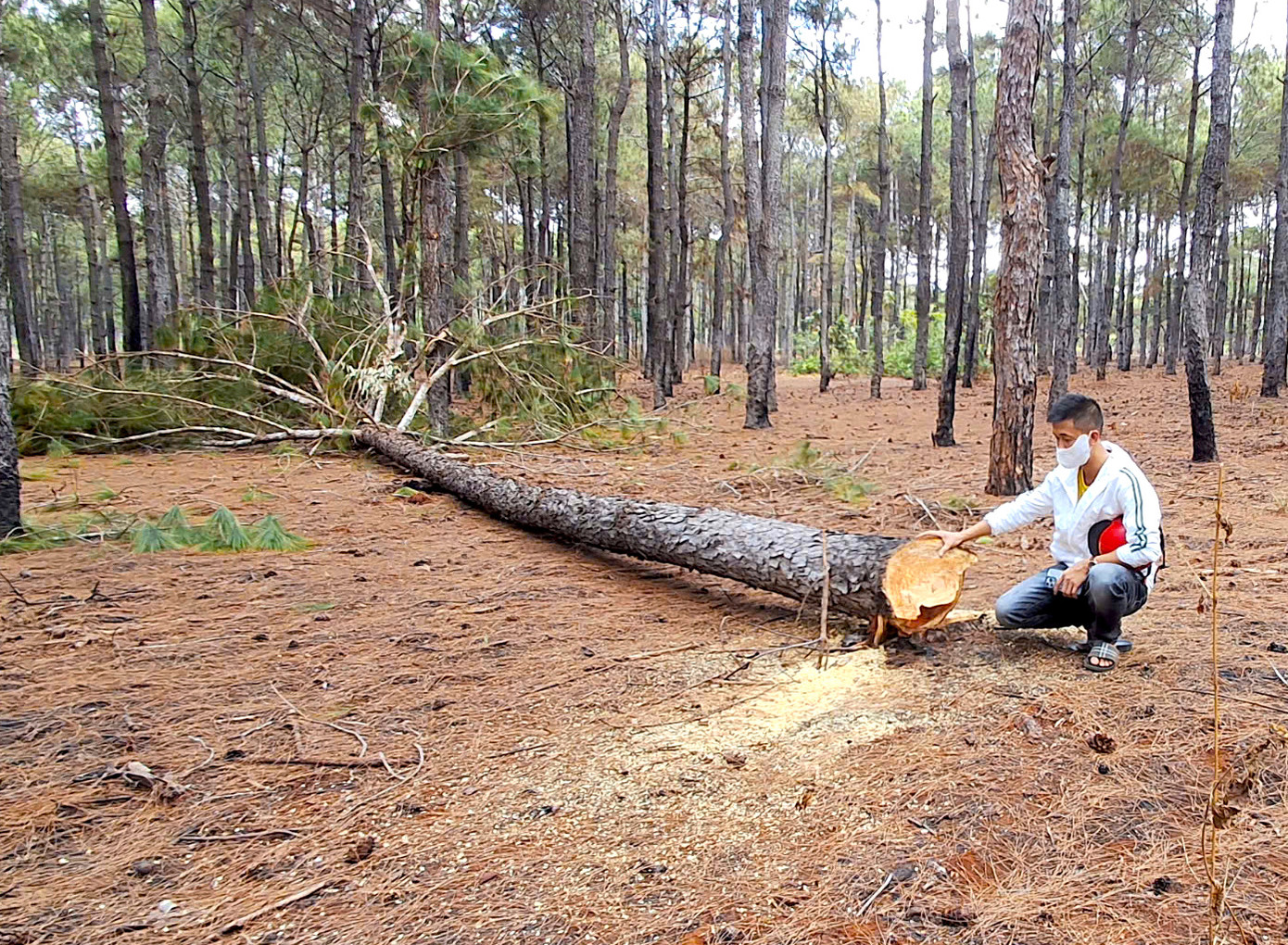 Những thân gỗ thông mới bị cưa hạ Những thân gỗ thông mới bị cưa hạ