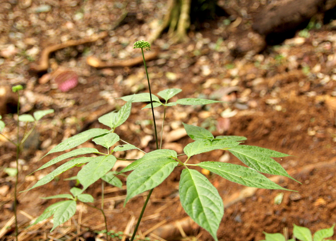 Cây sâm Ngọc Linh Cây sâm Ngọc Linh