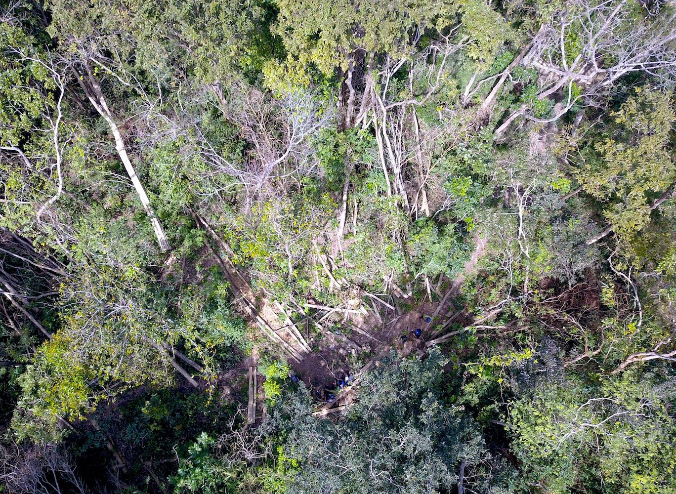 Cánh rừng ngổn ngang thân gỗ bị cưa hạ.