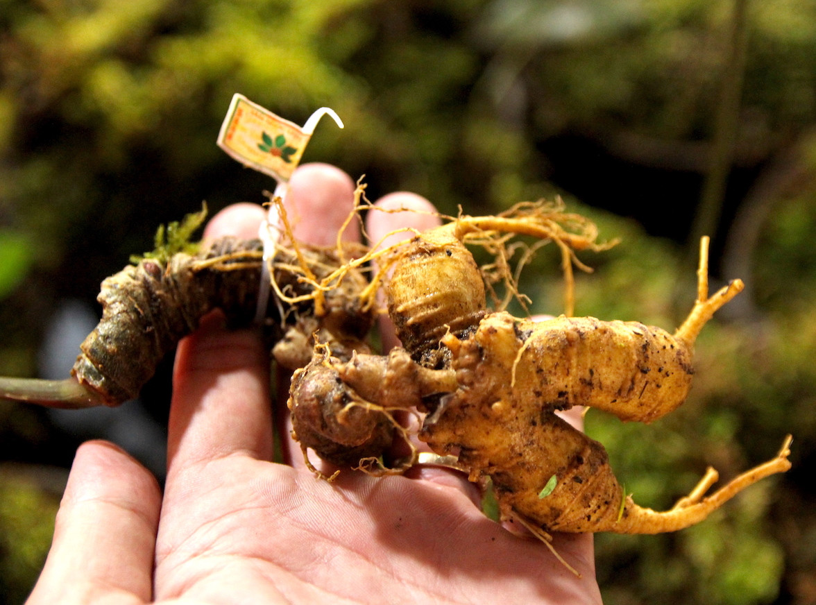 Củ sâm Ngọc Linh Củ sâm Ngọc Linh