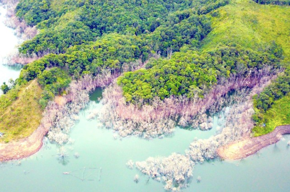 Một phần diện tích rừng bị thiệt hại trong vụ việc